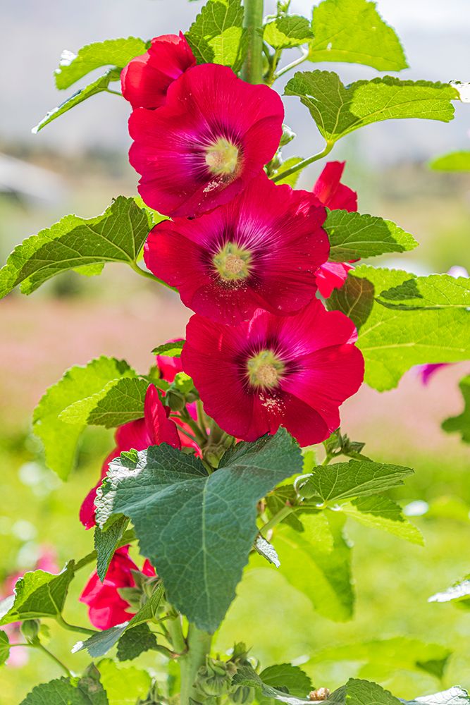 Sarytag-Sughd Province-Tajikistan Hollyhock blossoms in the mountains of Tajikistan art print by Emily Wilson for $57.95 CAD