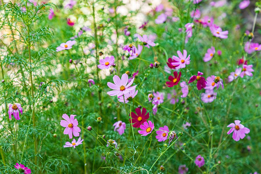 Haft Kul-Sughd Province-Tajikistan Purple daisies in the mountains of Tajikistan art print by Emily Wilson for $57.95 CAD