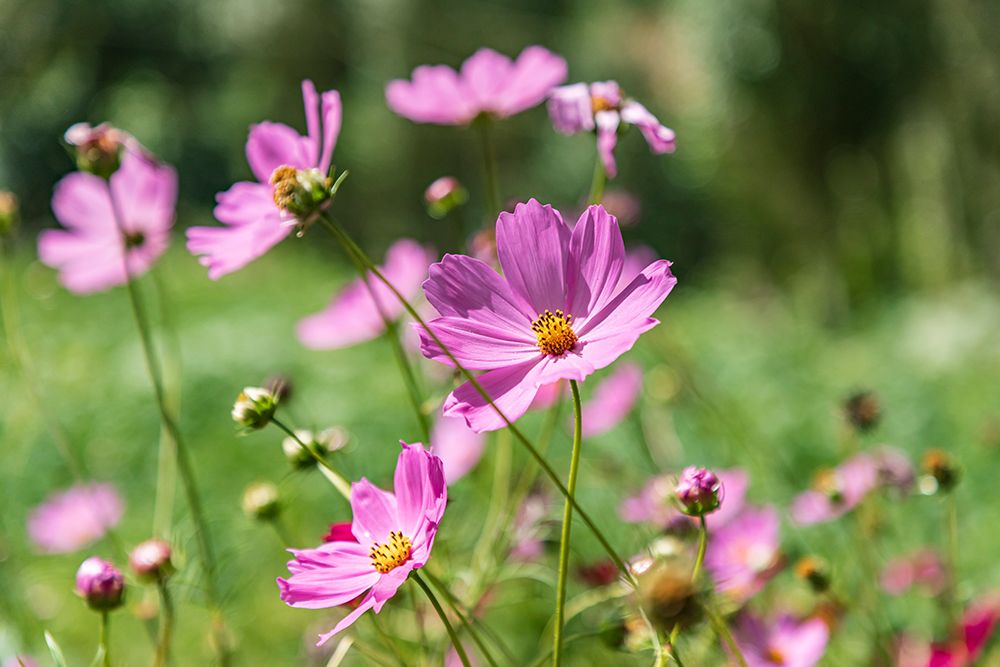 Haft Kul-Sughd Province-Tajikistan Purple daisies in the mountains of Tajikistan art print by Emily Wilson for $57.95 CAD