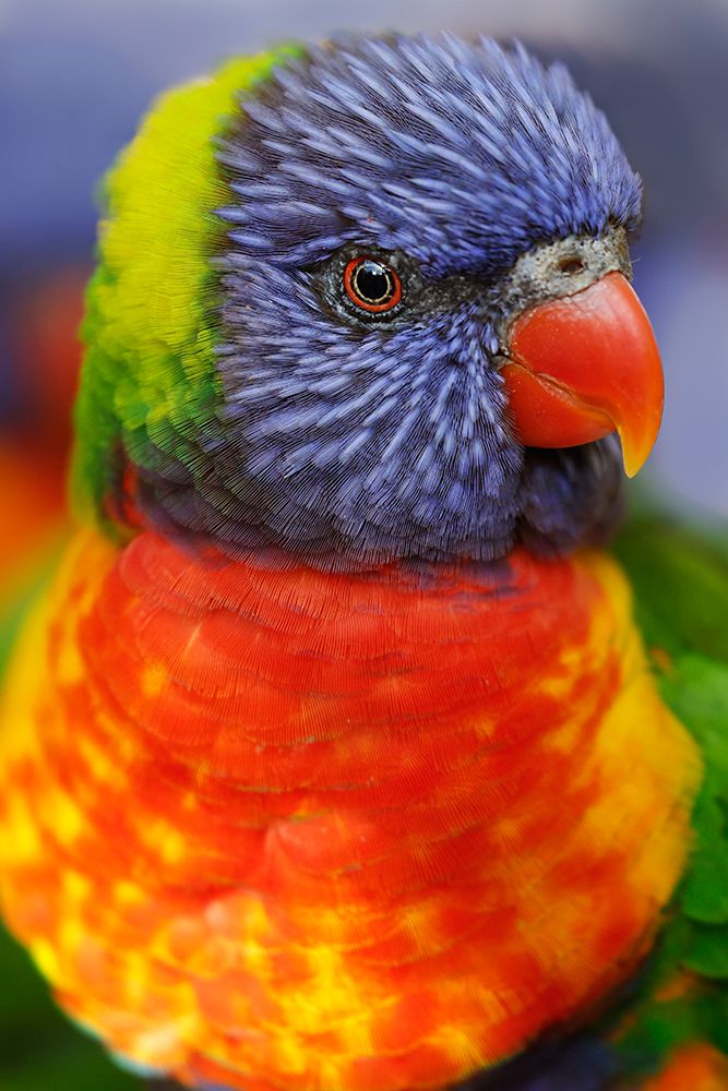 Rainbow lorikeet-native to Australia art print by Adam Jones for $57.95 CAD
