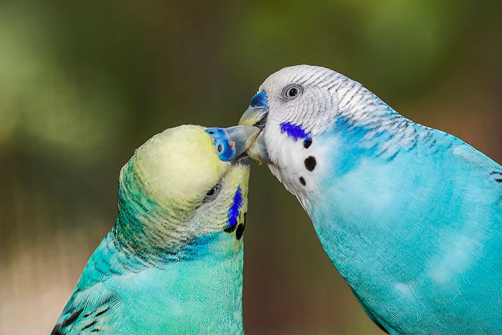 Common parakeets or shell parakeet kissing art print by Adam Jones for $57.95 CAD