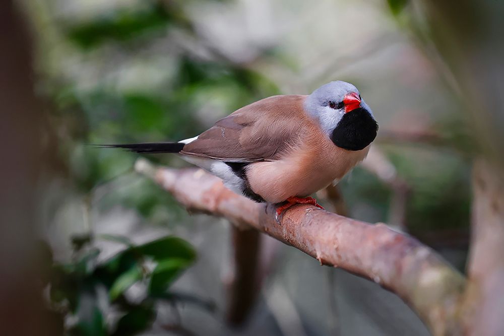 Shaft-tail finch-native to Australia art print by Adam Jones for $57.95 CAD