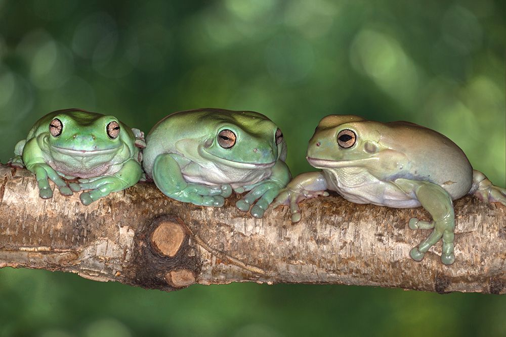 Australia. Whites tree frogs on log. art print by Jaynes Gallery for $57.95 CAD