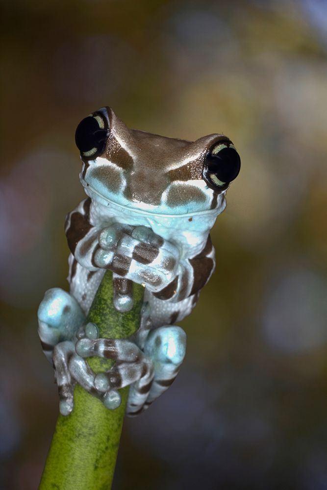 Australia. Whites tree frog grasping plant stem. art print by Jaynes Gallery for $57.95 CAD