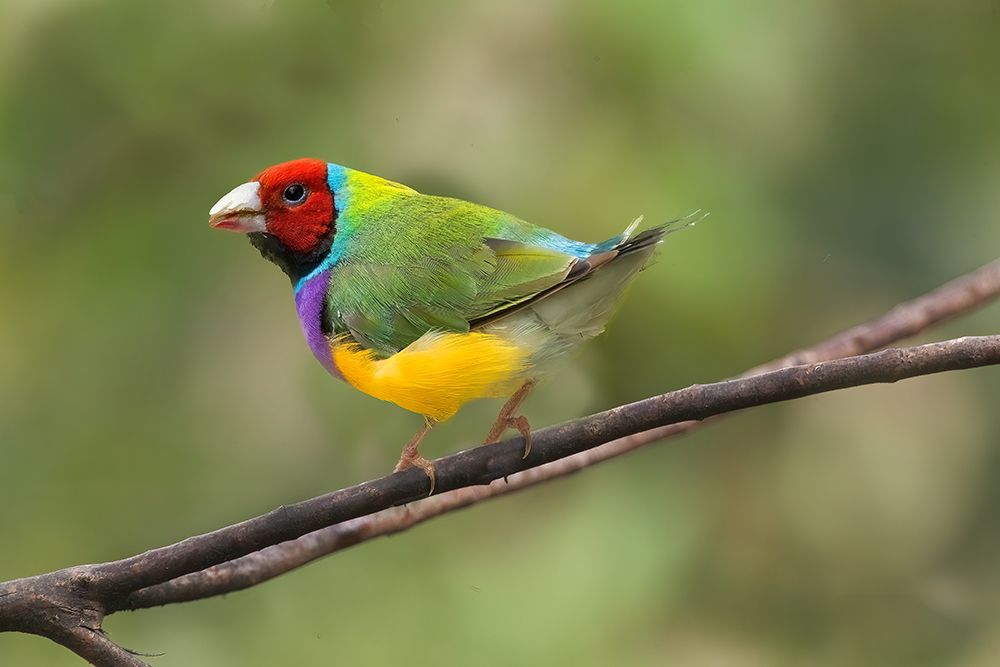 Australia. Close-up of Gouldian finch on limb. art print by Jaynes Gallery for $57.95 CAD