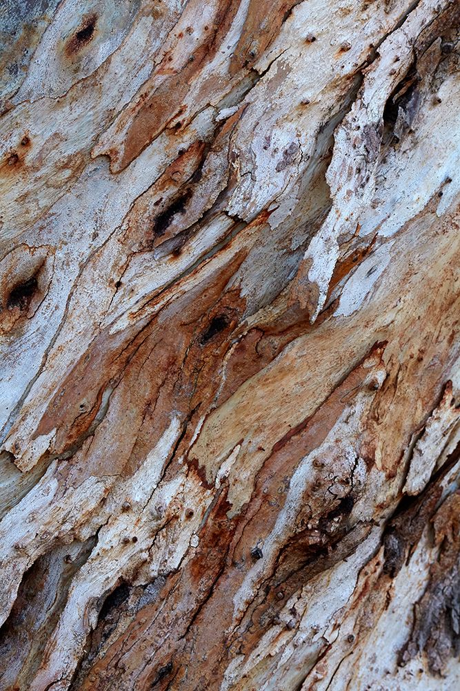 Bark on gum tree, Thargomindah, Queensland, Australia art print by David Wall for $57.95 CAD