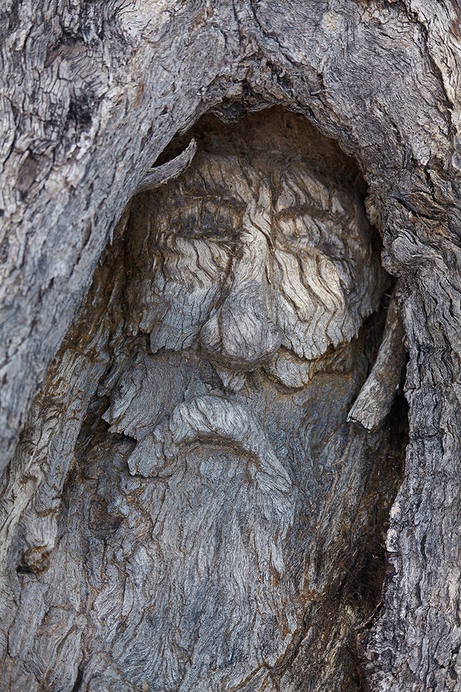 Historic carving of Burke near The Dig Tree, Burke and Wills expedition, Coopers Creek, Australia. art print by David Wall for $57.95 CAD