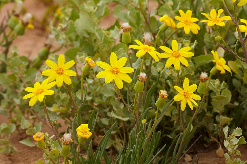 Annual Yellowtop, Strzelecki Track, Australia. art print by David Wall for $57.95 CAD