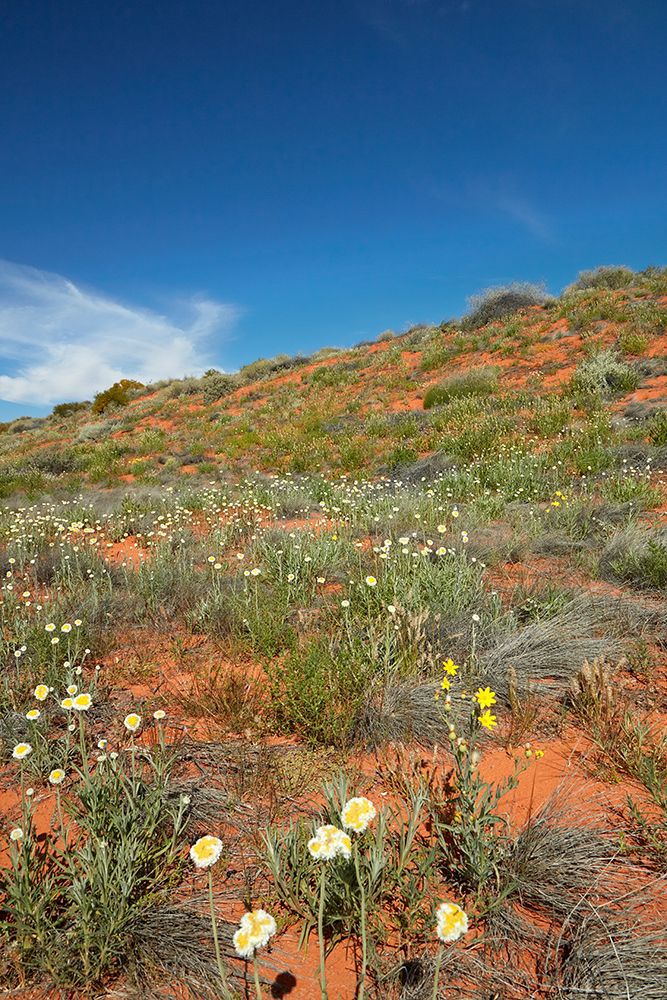 Poached egg daisies (Polycalymma stuartii), Munga-Thirri National Park, Australia. art print by David Wall for $57.95 CAD