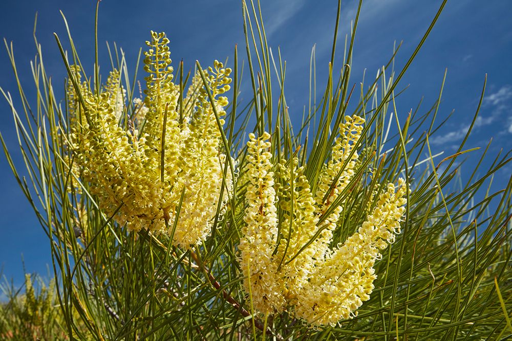 Wildflowers (Grevillea species), Munga-Thirri National Park, Australia. art print by David Wall for $57.95 CAD