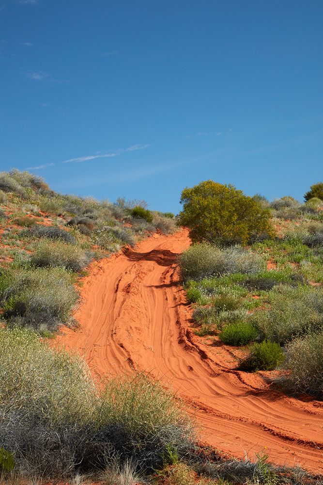 The French Line offroad track across dunes, Munga-Thirri National Park, Australia. art print by David Wall for $57.95 CAD