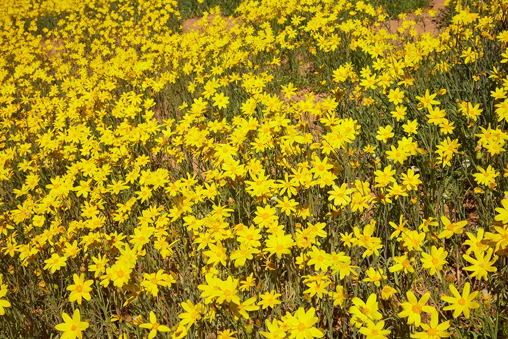 Field of wildflowers, Munga-Thirri National Park, Australia. art print by David Wall for $57.95 CAD