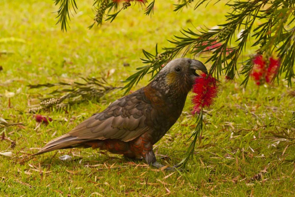 New Zealand, Stewart Island Kaka bird feeding art print by Cathy and Gordon Illg for $57.95 CAD
