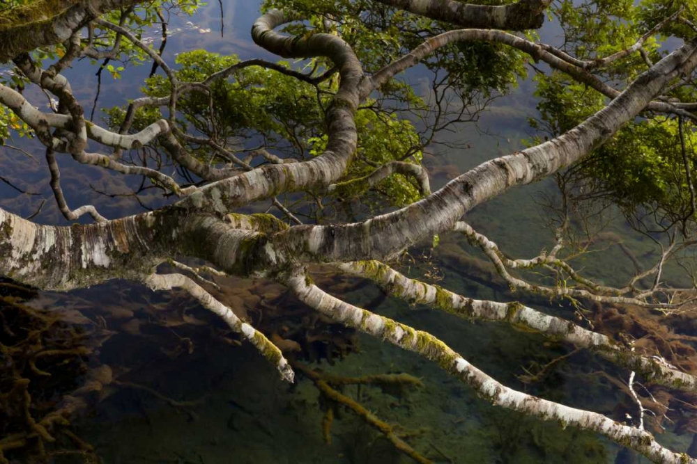New Zealand, South Island,Twisted branches art print by Cathy and Gordon Illg for $57.95 CAD