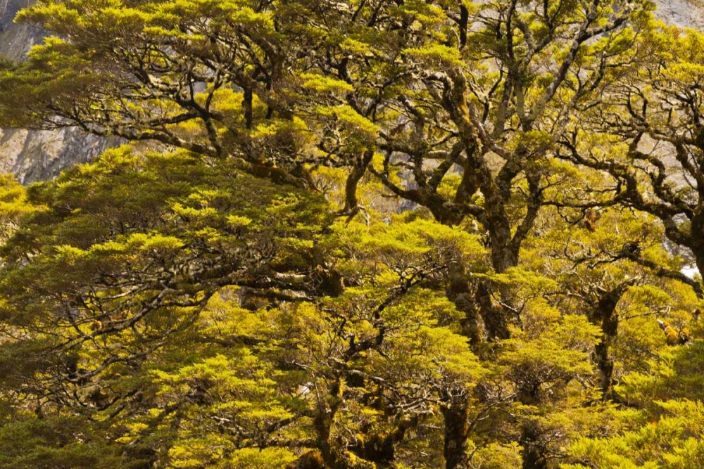 New Zealand, South Isl Silver beech trees art print by Cathy and Gordon Illg for $57.95 CAD