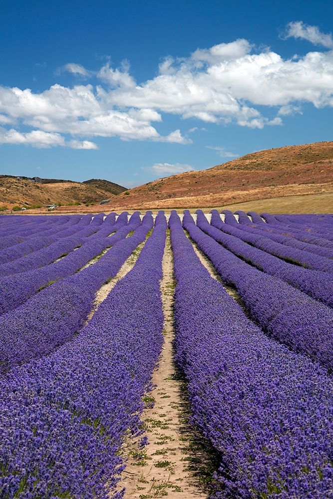 New Zealand Alpine Lavender-near Twizel-Mackenzie Country-Canterbury art print by David Wall for $57.95 CAD