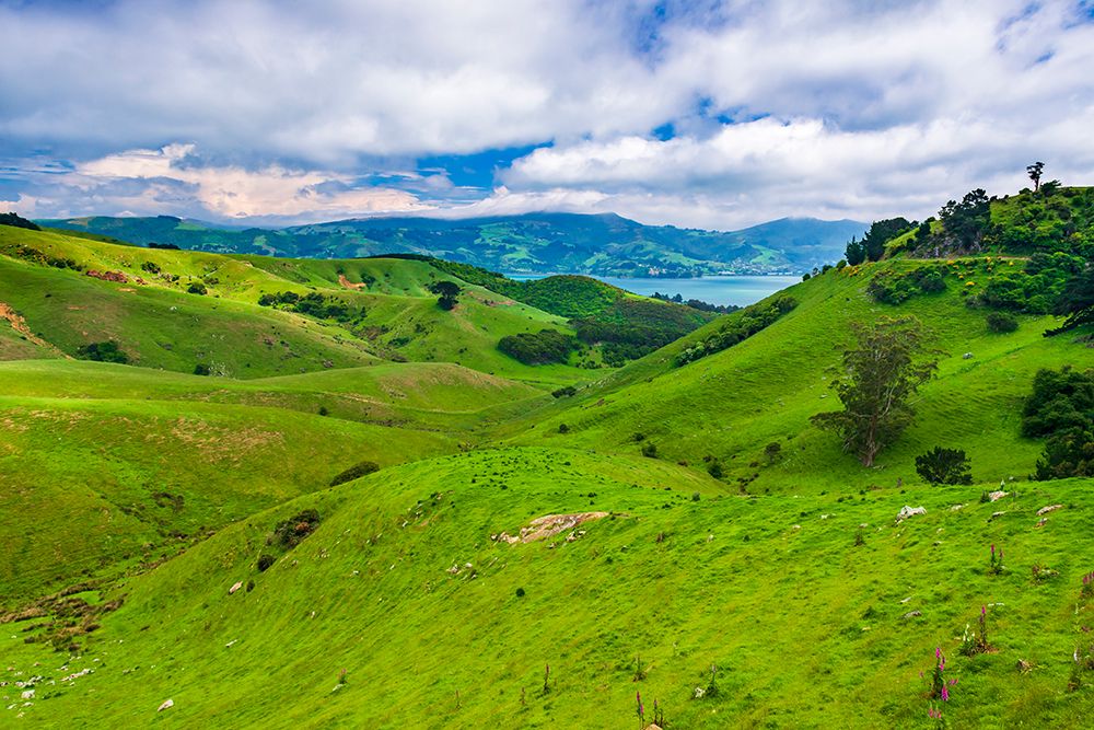 Rolling farmland on the Otago Peninsula-Dunedin-Otago-South Island-New Zealand art print by Russ Bishop for $57.95 CAD