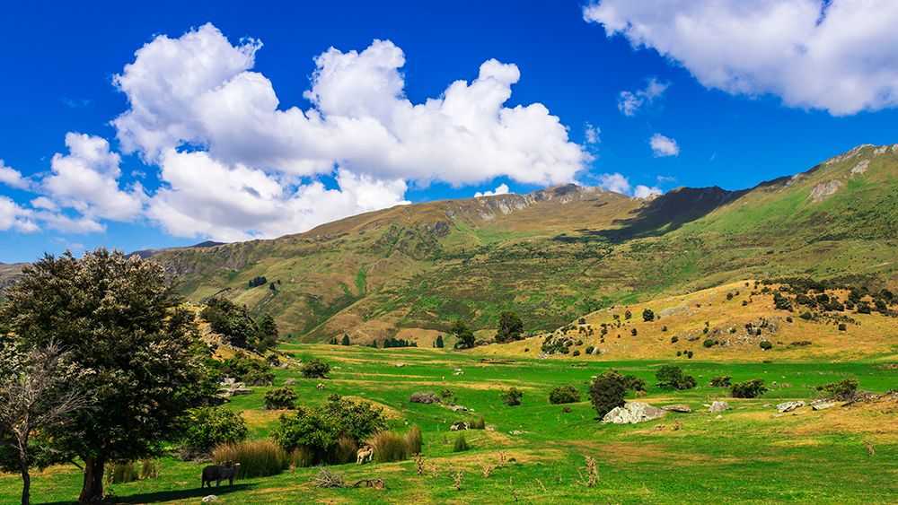 Sheep ranch on the shore of Lake Wanaka-Otago-South Island-New Zealand art print by Russ Bishop for $57.95 CAD