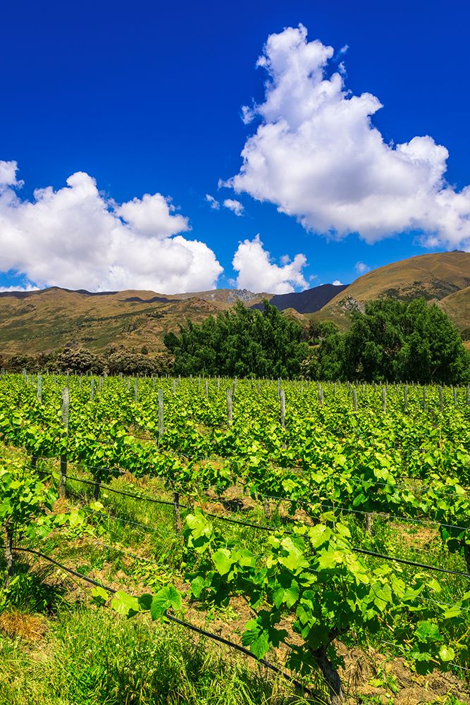 Wine grapes at Rippon Vineyard on the shore of Lake Wanaka-Otago-South Island-New Zealand art print by Russ Bishop for $57.95 CAD