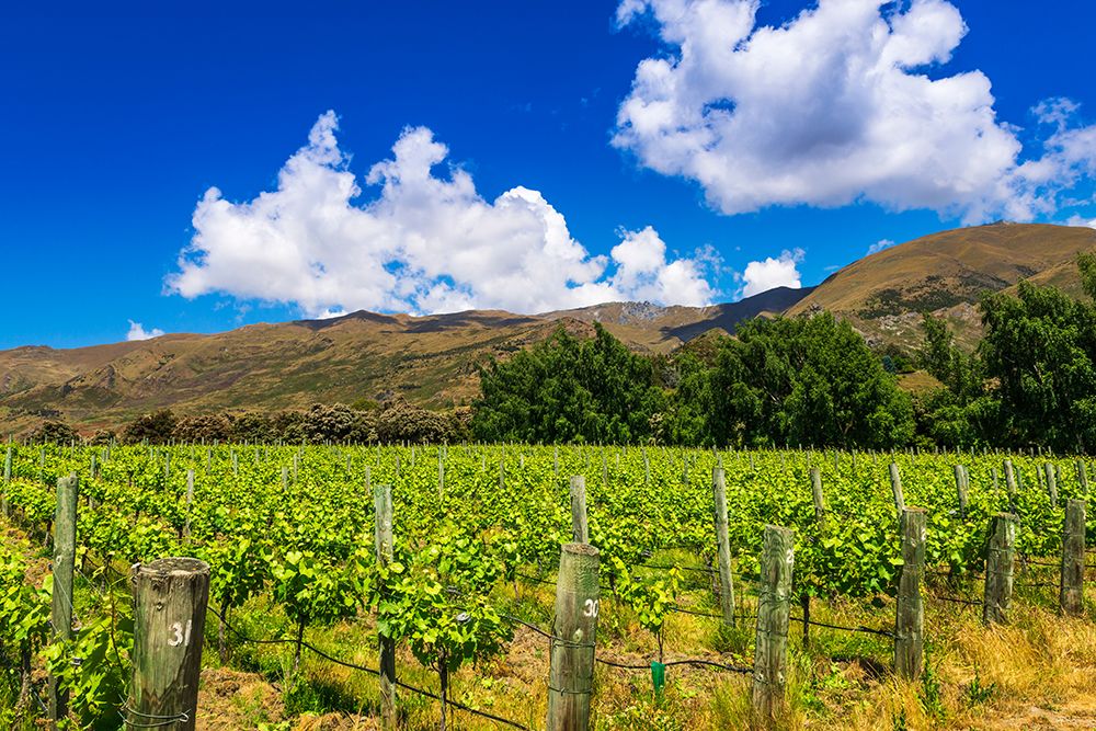 Wine grapes at Rippon Vineyard on the shore of Lake Wanaka-Otago-South Island-New Zealand art print by Russ Bishop for $57.95 CAD