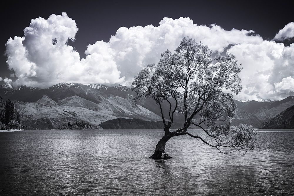 The Wanaka tree-Lake Wanaka-Otago-South Island-New Zealand art print by Russ Bishop for $57.95 CAD