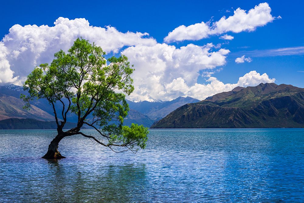 The Wanaka tree-Lake Wanaka-Otago-South Island-New Zealand art print by Russ Bishop for $57.95 CAD