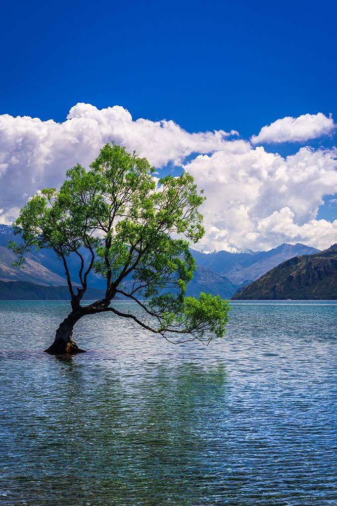The Wanaka tree-Lake Wanaka-Otago-South Island-New Zealand art print by Russ Bishop for $57.95 CAD