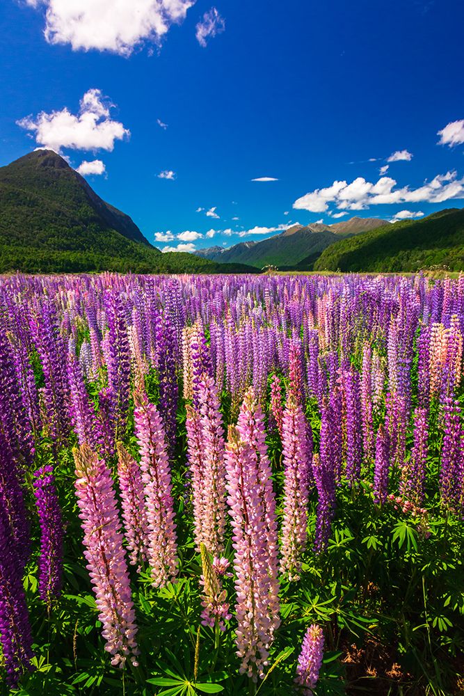 Spring lupine in Eglinton Valley-Fiordland National Park-South Island-New Zealand art print by Russ Bishop for $57.95 CAD