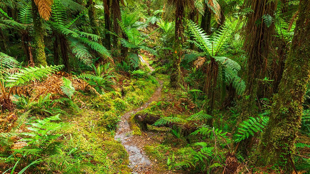 Tutoko River Track, Fiordland National Park, South Island, New Zealand art print by Russ Bishop for $57.95 CAD