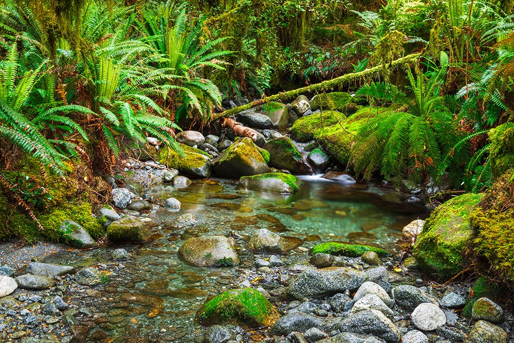 Stream on the Tutoko River Track, Fiordland National Park, South Island, New Zealand art print by Russ Bishop for $57.95 CAD