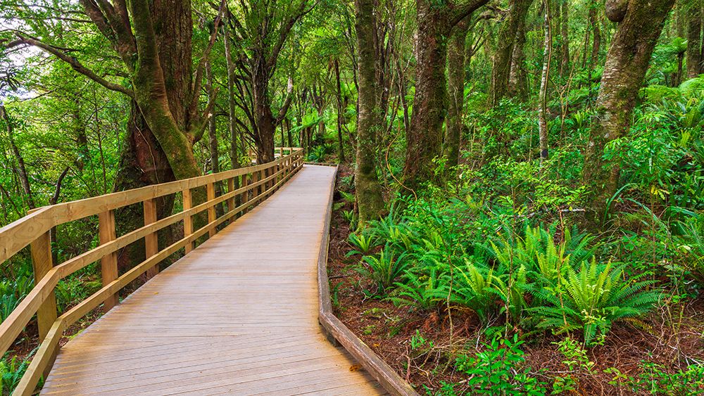 Boardwalk through rainforest at Milford Sound, Fiordland National Park, South Island, New Zealand art print by Russ Bishop for $57.95 CAD