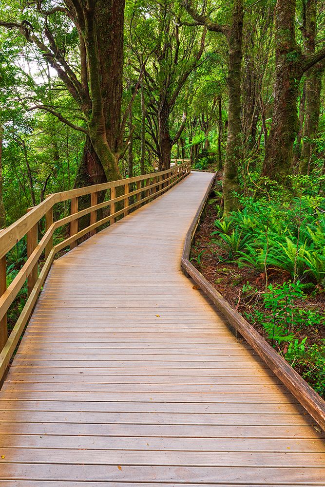 Boardwalk through rainforest at Milford Sound, Fiordland National Park, South Island, New Zealand art print by Russ Bishop for $57.95 CAD