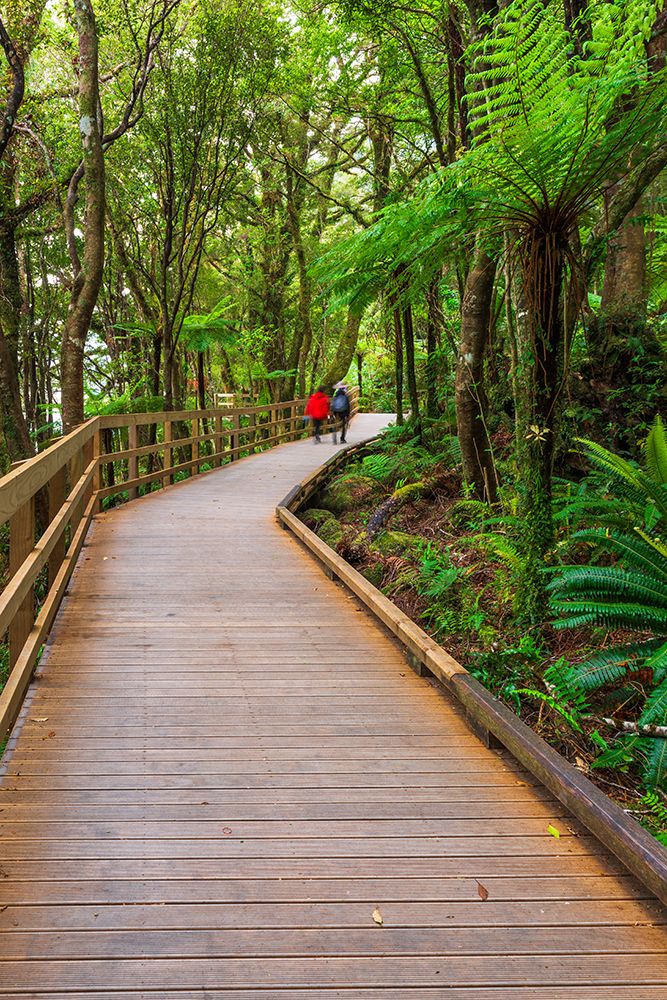 Hikers on boardwalk in rainforest at Milford Sound, Fiordland NP, South Island, New Zealand art print by Russ Bishop for $57.95 CAD