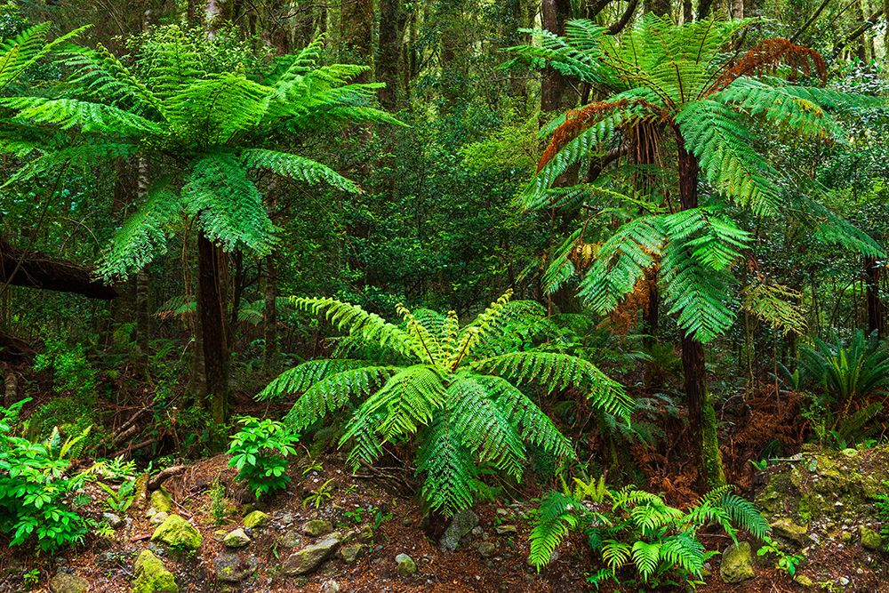 Fern forest at Milford Sound, Fiordland National Park, South Island, New Zealand art print by Russ Bishop for $57.95 CAD