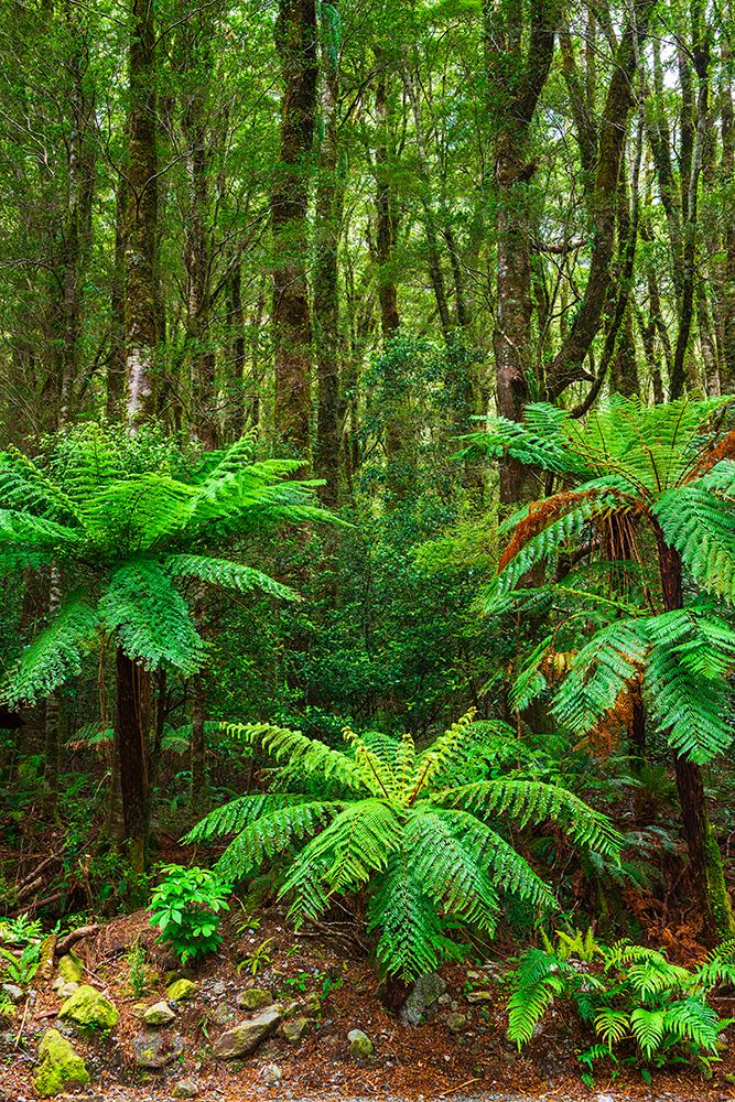 Fern forest at Milford Sound, Fiordland National Park, South Island, New Zealand art print by Russ Bishop for $57.95 CAD