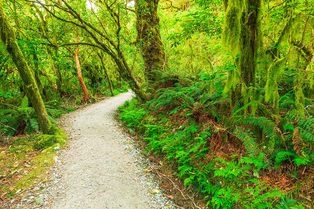The Routeburn Track, Fiordland National Park, South Island, New Zealand art print by Russ Bishop for $57.95 CAD