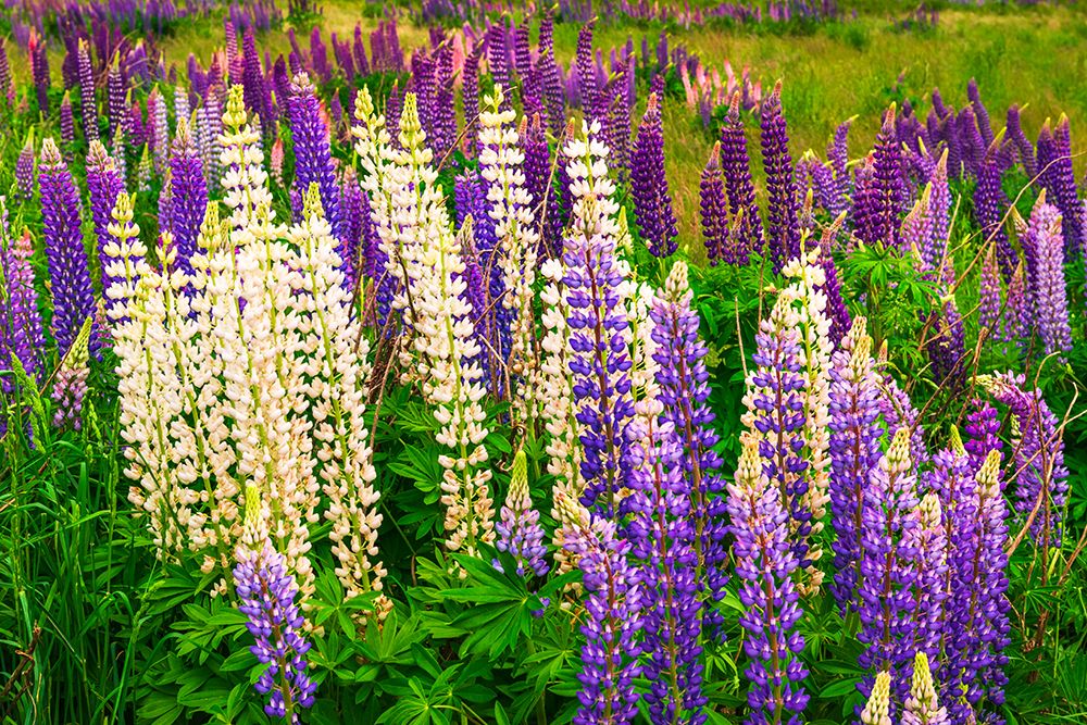 Lupine, Fiordland National Park, South Island, New Zealand art print by Russ Bishop for $57.95 CAD