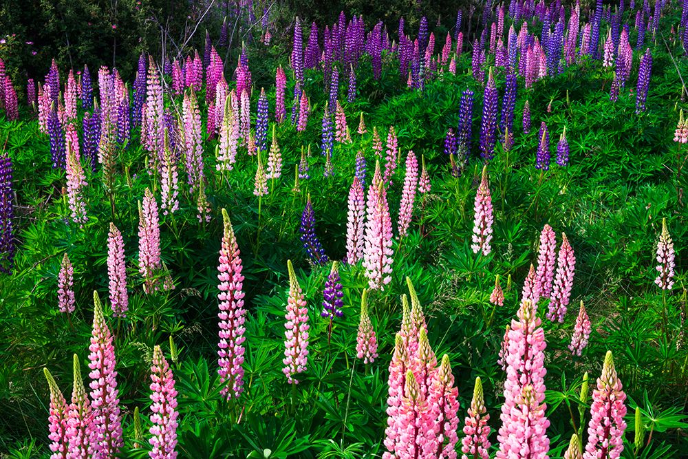Lupine near Lindis Valley, Otago, South Island, New Zealand art print by Russ Bishop for $57.95 CAD