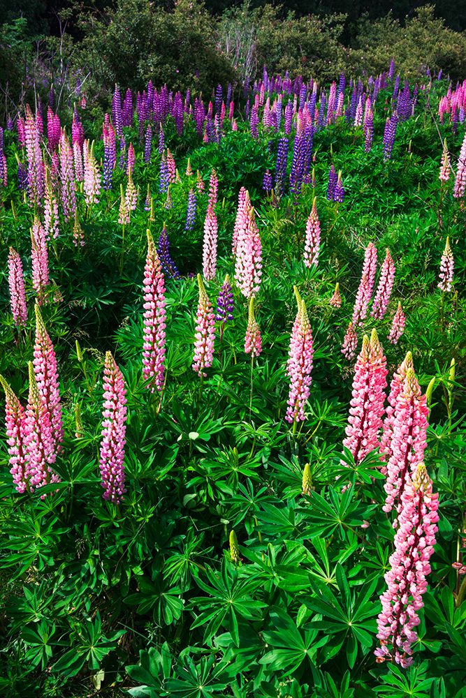 Lupine near Lindis Valley, Otago, South Island, New Zealand art print by Russ Bishop for $57.95 CAD