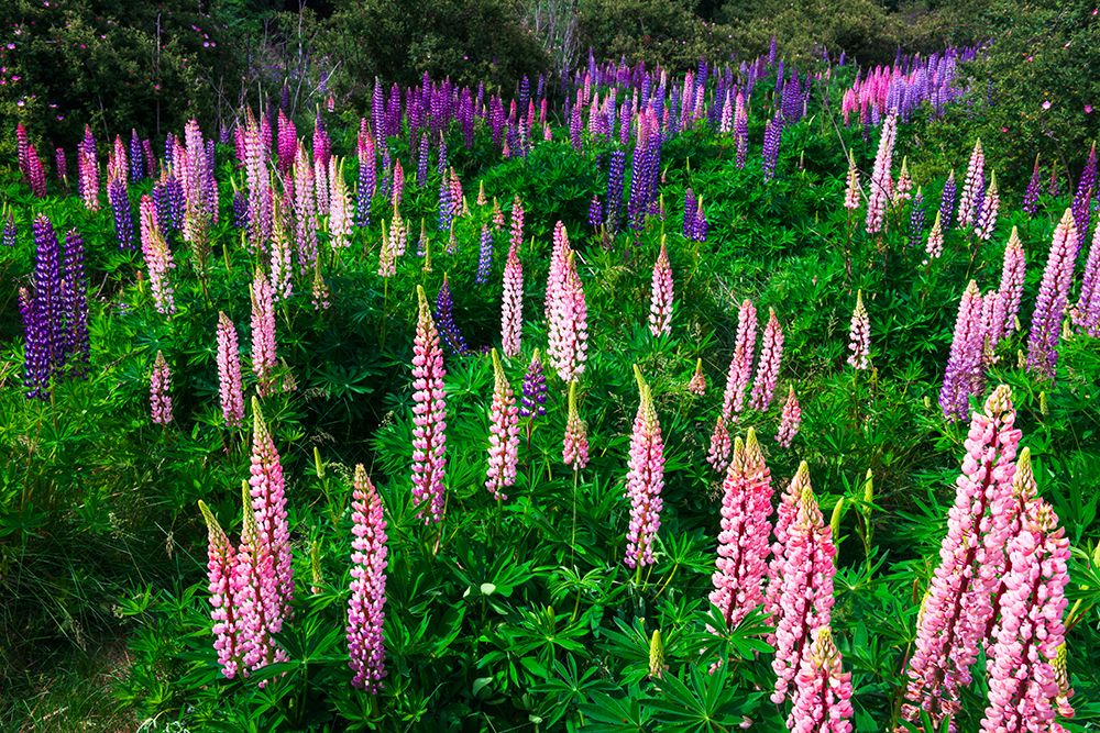 Lupine near Lindis Valley, Otago, South Island, New Zealand art print by Russ Bishop for $57.95 CAD