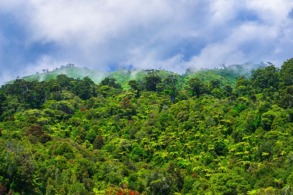Lush forest, Paparoa National Park, Punakaiki, New Zealand art print by Russ Bishop for $57.95 CAD