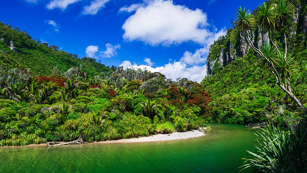 The Pororari River, Paparoa National Park, Punakaiki, New Zealand art print by Russ Bishop for $57.95 CAD
