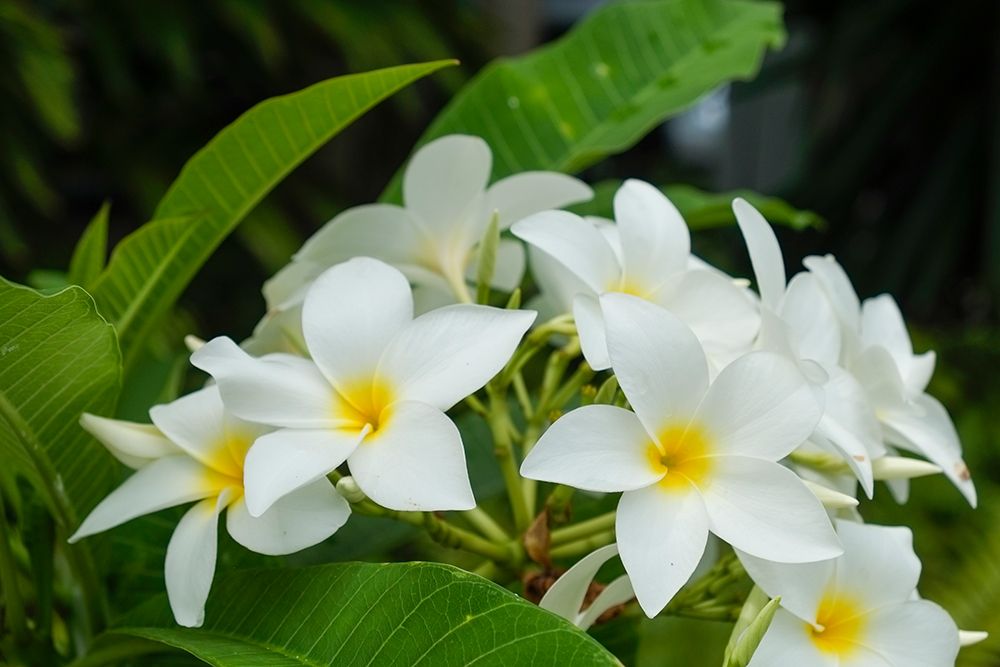 Antigua, West Indies. Local tropical flowers. art print by Julien McRoberts for $57.95 CAD