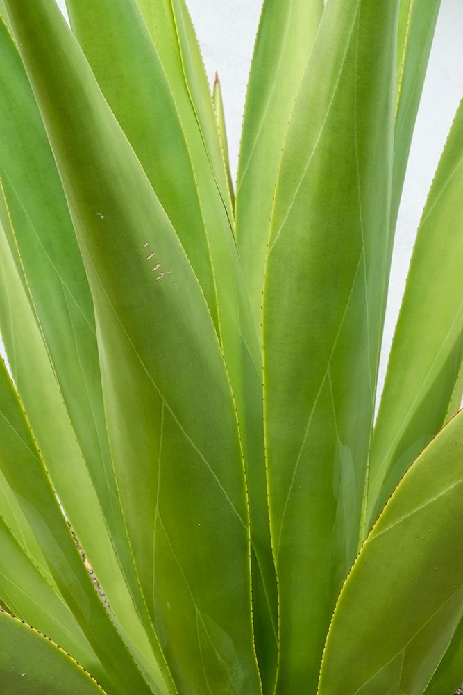 Antigua, West Indies. Close-up of agave plant. art print by Julien McRoberts for $57.95 CAD