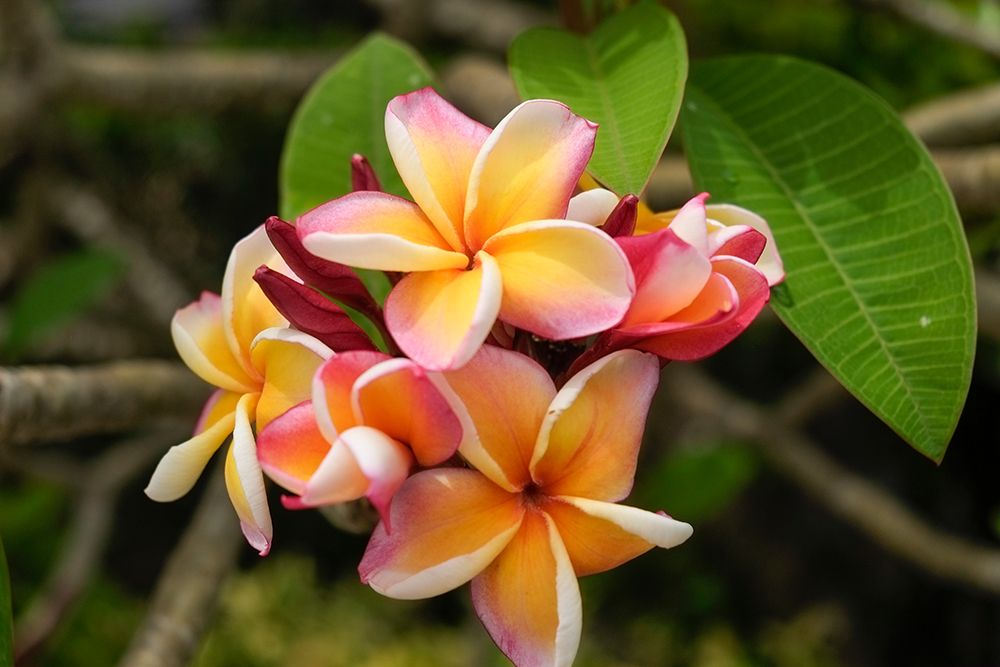 Antigua, West Indies. Local tropical flowers. art print by Julien McRoberts for $57.95 CAD