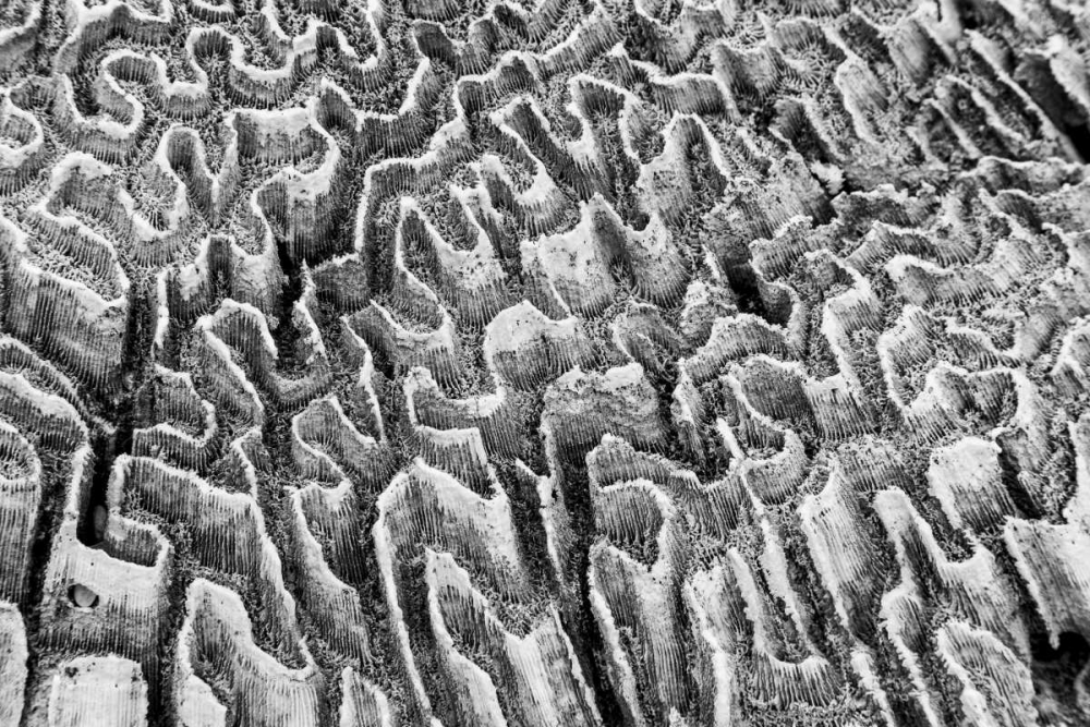 Bahamas, Little Exuma Island Coral close-up art print by Don Paulson for $57.95 CAD