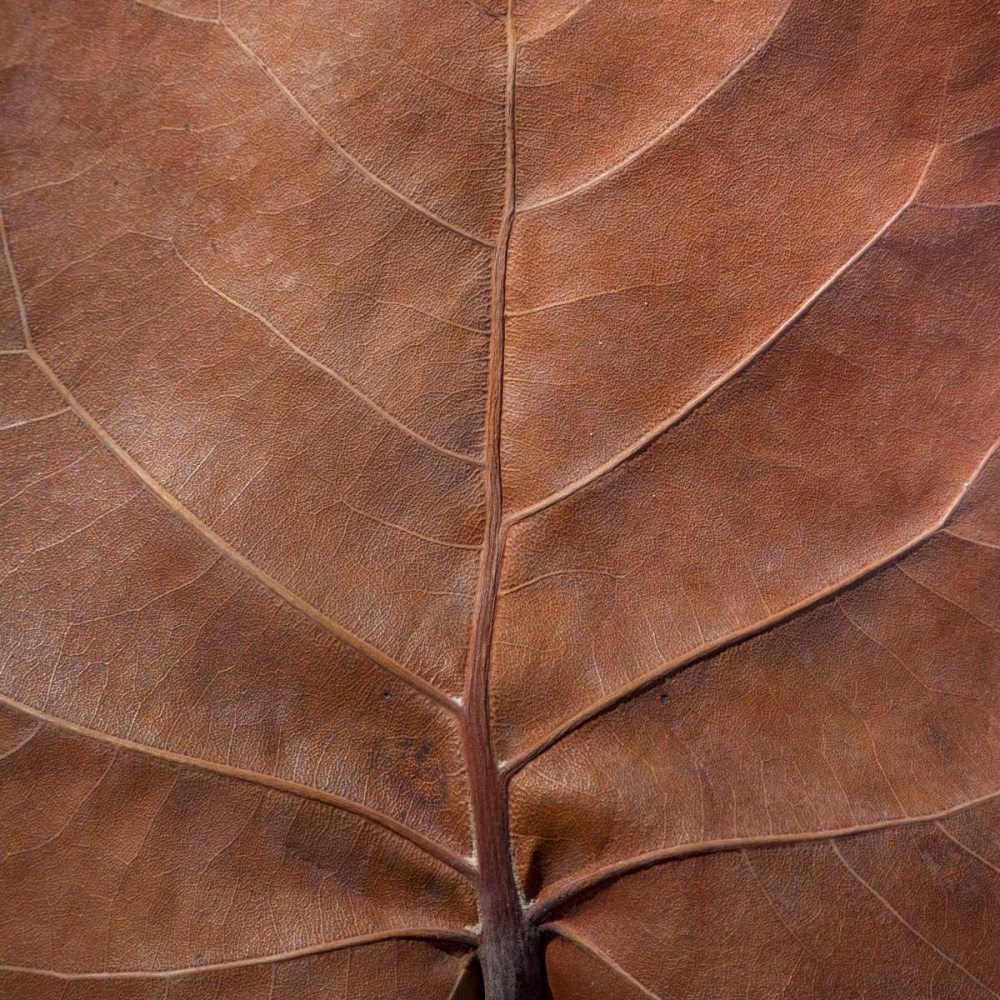 Bahamas, Little Exuma Island Sea grape leaf art print by Don Paulson for $57.95 CAD