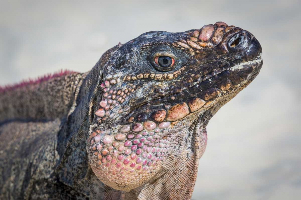 Bahamas, Exuma Island Iguana on beach art print by Don Paulson for $57.95 CAD