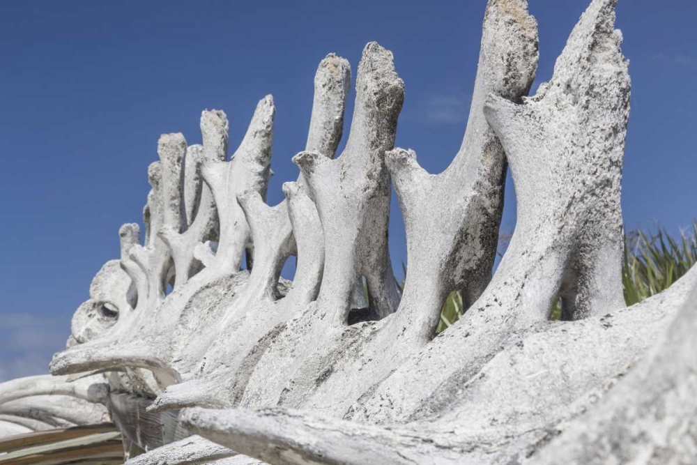 Bahamas, Exuma Island Sperm whale bones art print by Don Paulson for $57.95 CAD