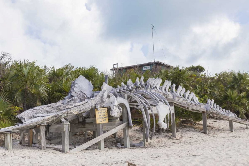Bahamas, Exuma Island Sperm whale bones art print by Don Paulson for $57.95 CAD